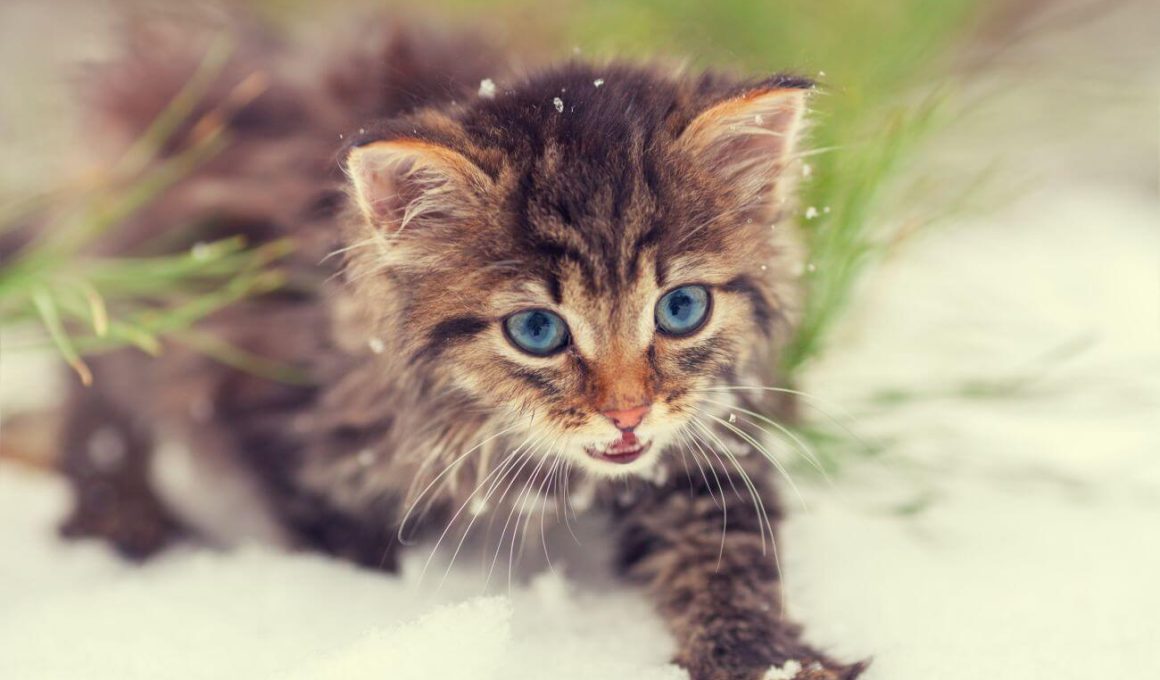 kot syberyjski niebieskie oczy