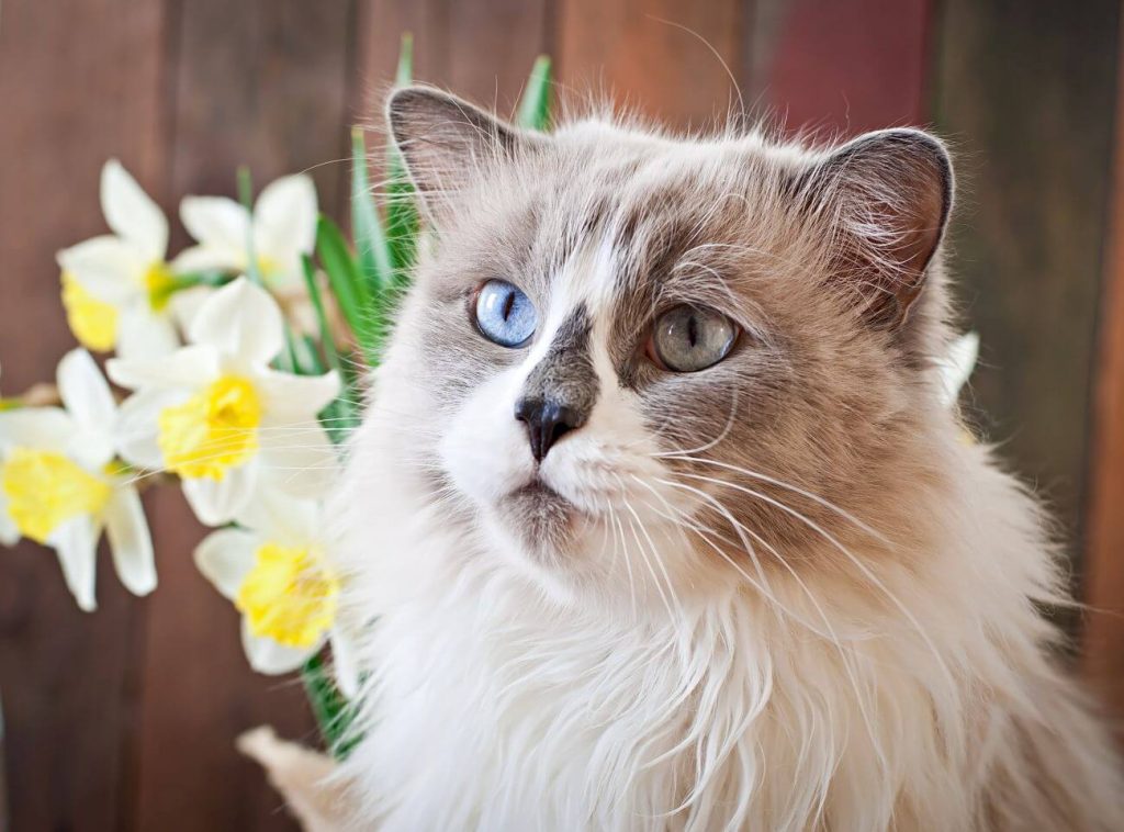 neva masquerade a ragdoll różnice