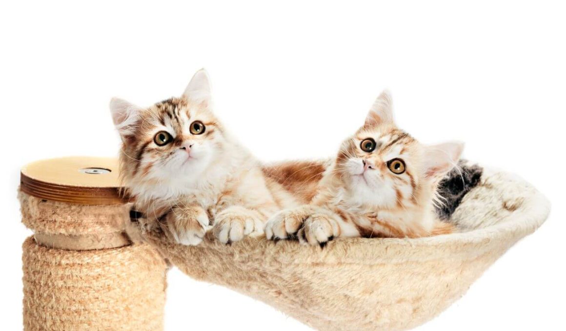 hodowle kotów syberyjskich