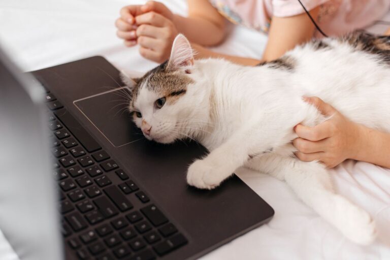 Jak wybrać dobry sklep zoologiczny online?
